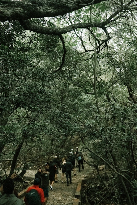 A diverse group of people walking together along a sunlit path surrounded by trees, symbolizing guidance and hope.