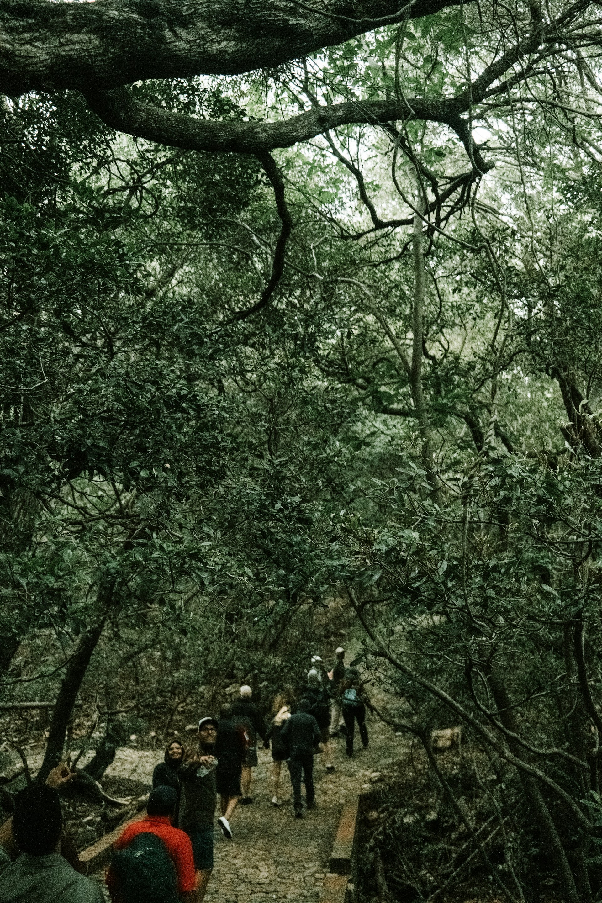 A group of adventurers trekking through a dense forest trail, surrounded by towering ancient trees and dappled sunlight.