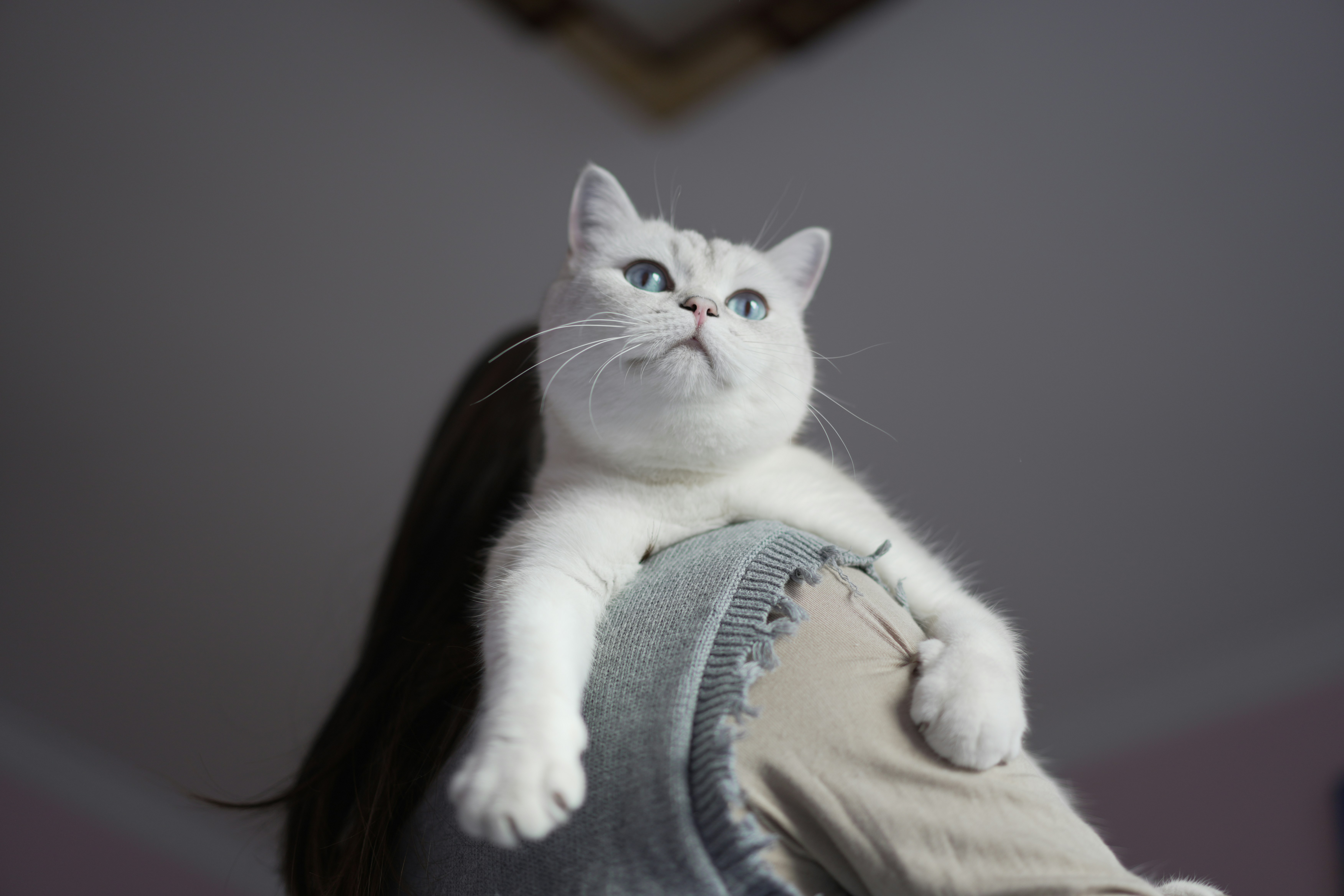 White cat sitting on the back of a woman's shoulder