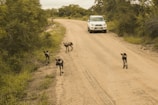 A group of African wild dogs walks along a dirt road surrounded by dense greenery, while a white SUV approaches from behind. The road appears rural and unpaved, lined with trees and bushes.