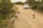 A group of African wild dogs walks along a dirt road surrounded by dense greenery, while a white SUV approaches from behind. The road appears rural and unpaved, lined with trees and bushes.
