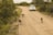 A group of African wild dogs walks along a dirt road surrounded by dense greenery, while a white SUV approaches from behind. The road appears rural and unpaved, lined with trees and bushes.