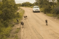 A group of African wild dogs walks along a dirt road surrounded by dense greenery, while a white SUV approaches from behind. The road appears rural and unpaved, lined with trees and bushes.
