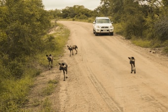 A group of African wild dogs walks along a dirt road surrounded by dense greenery, while a white SUV approaches from behind. The road appears rural and unpaved, lined with trees and bushes.