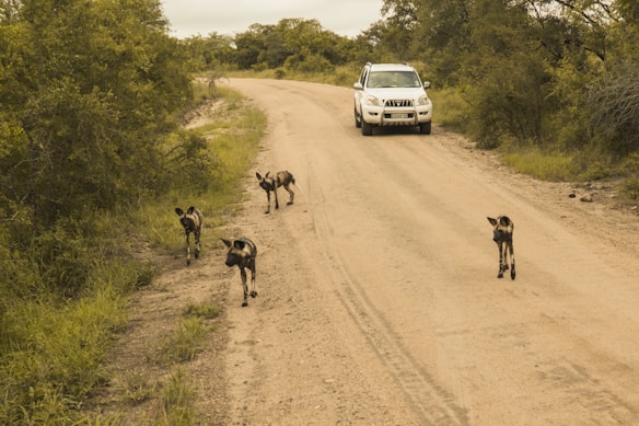 A group of African wild dogs walks along a dirt road surrounded by dense greenery, while a white SUV approaches from behind. The road appears rural and unpaved, lined with trees and bushes.