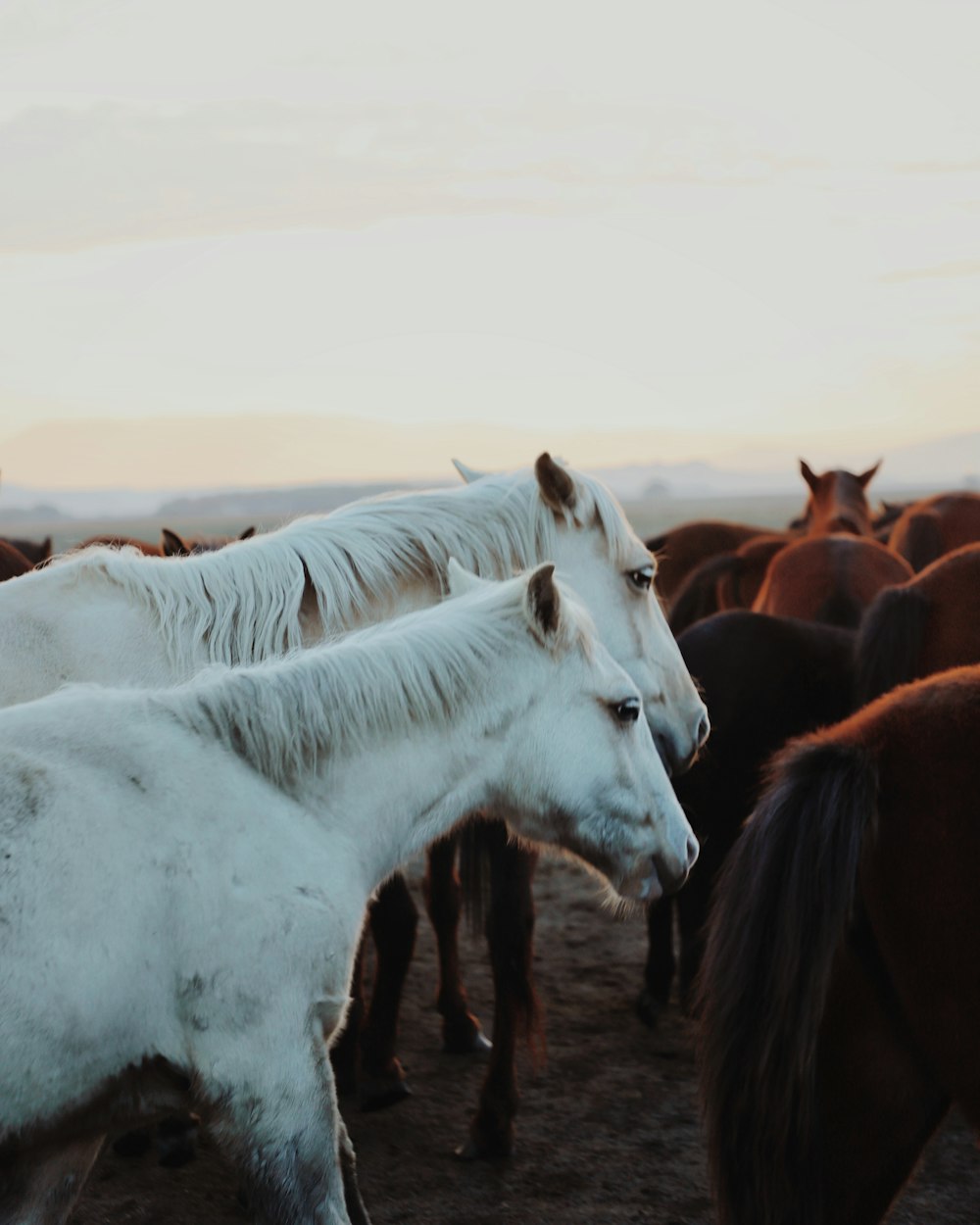 a herd of horses standing on top of a dirt field