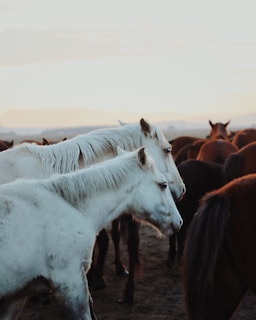 Two white horses are standing closely together in a herd of darker-colored horses. The scene is set outdoors during either sunrise or sunset, as suggested by the warm, soft lighting.