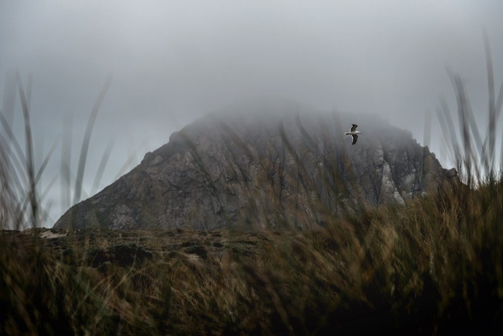 a bird flying over a mountain in the fog