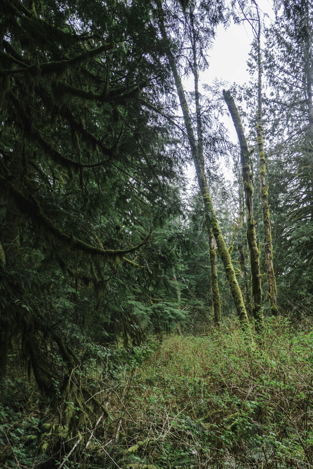 a forest filled with lots of green trees