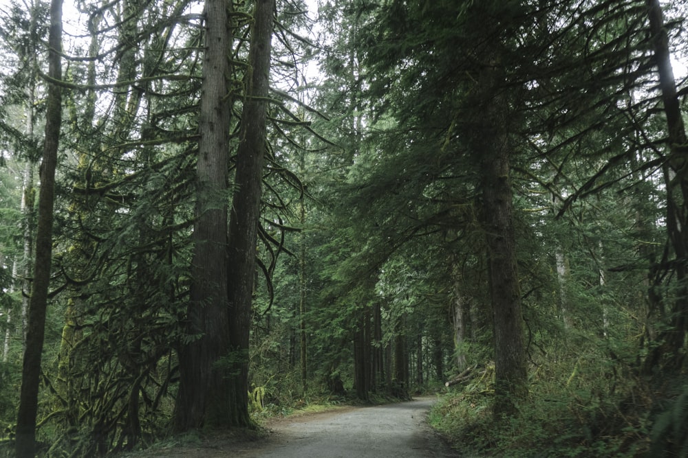 a dirt road in the middle of a forest