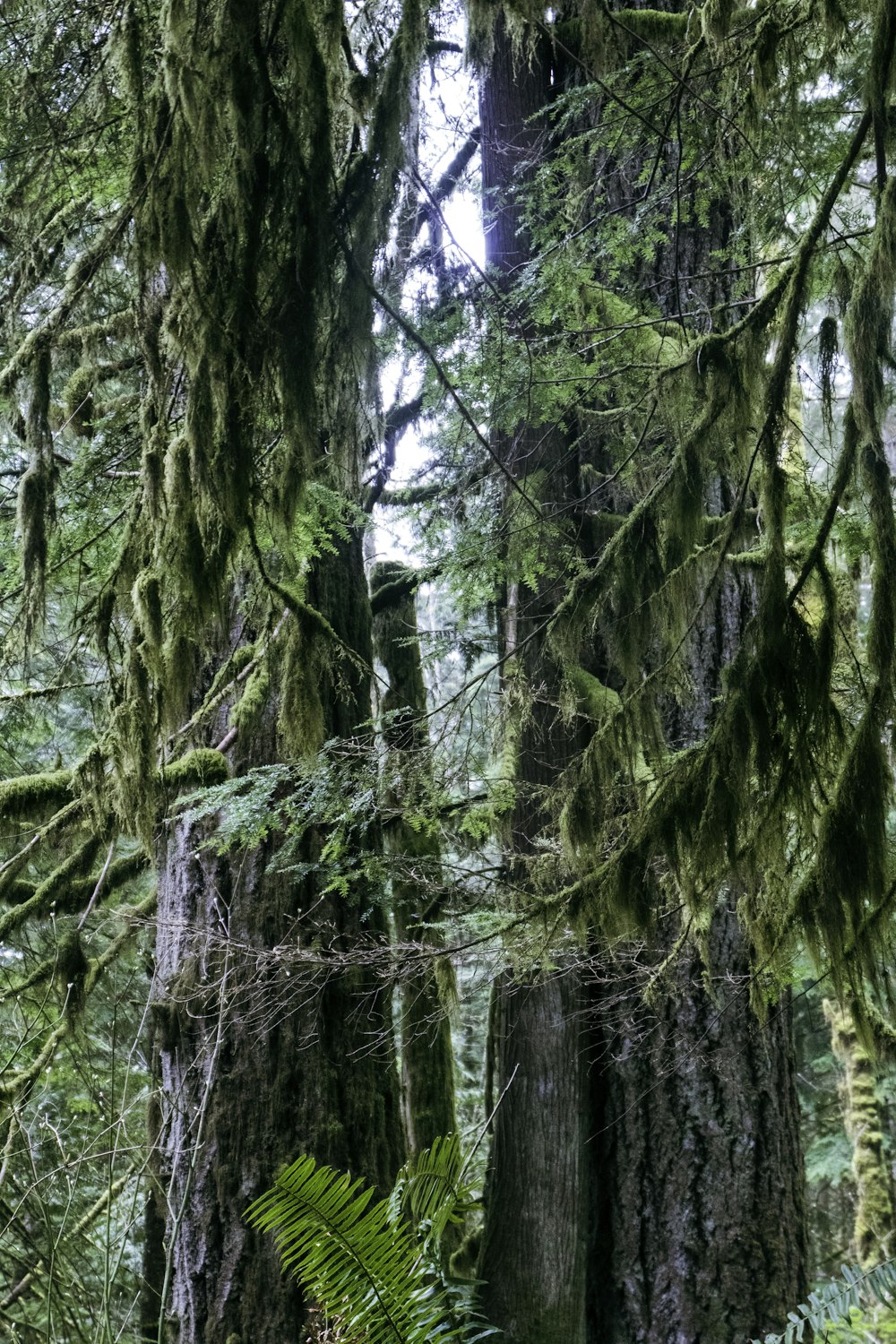 a forest filled with lots of tall trees covered in moss