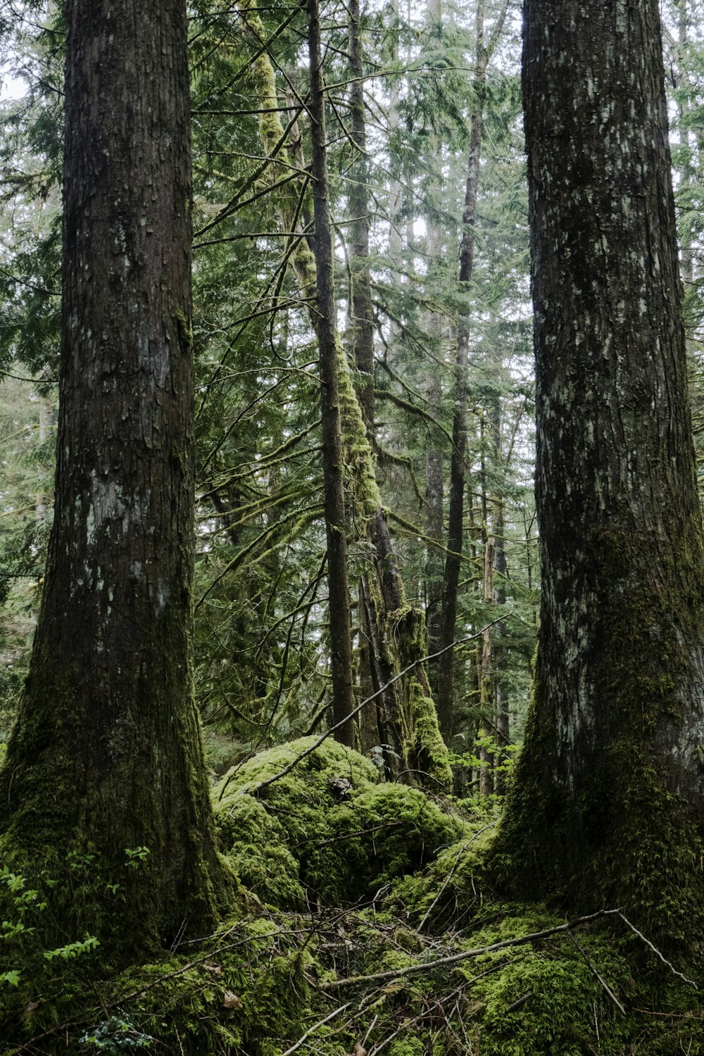 a forest filled with lots of trees covered in green moss