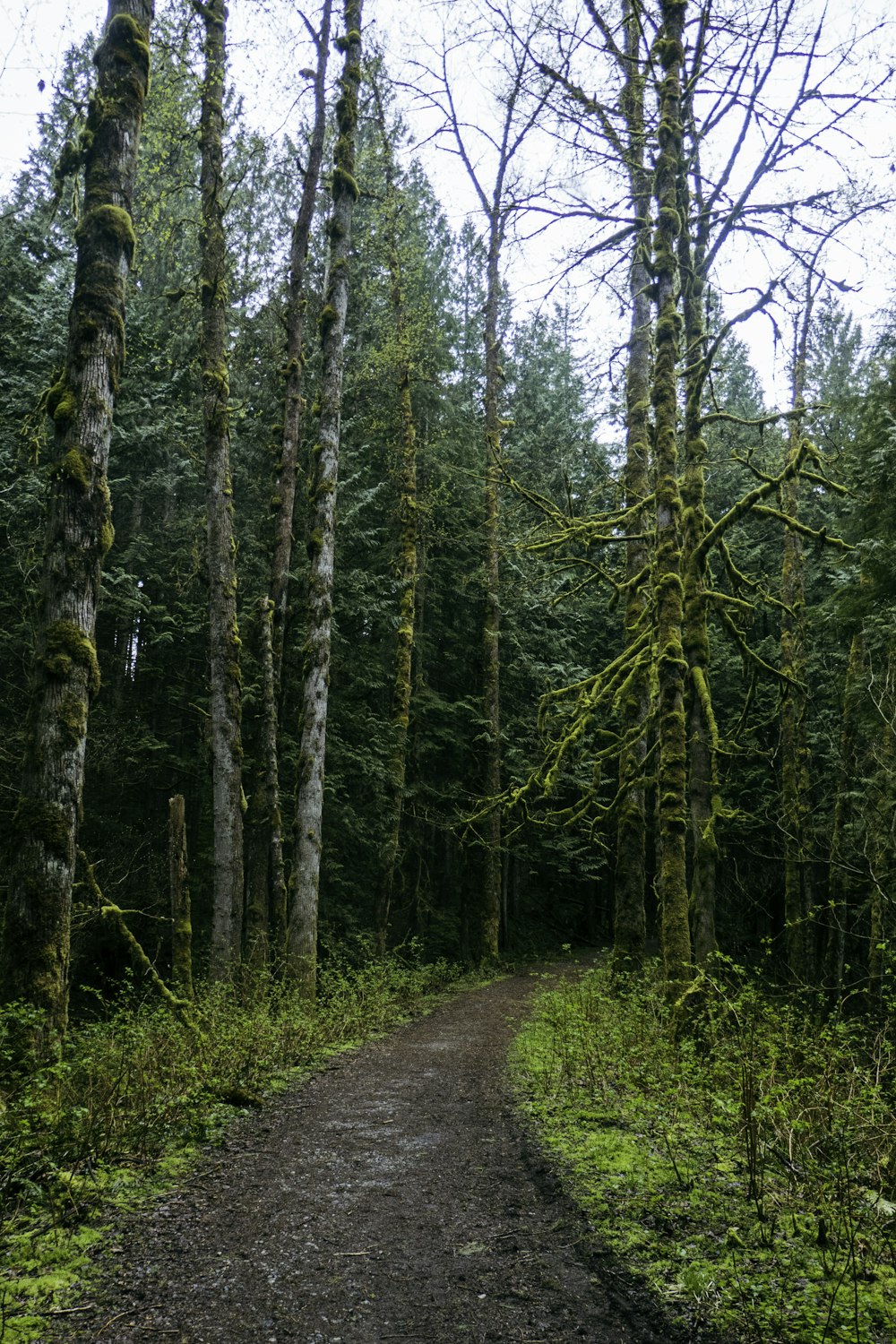 a dirt road in the middle of a forest