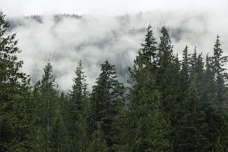a forest filled with lots of tall green trees