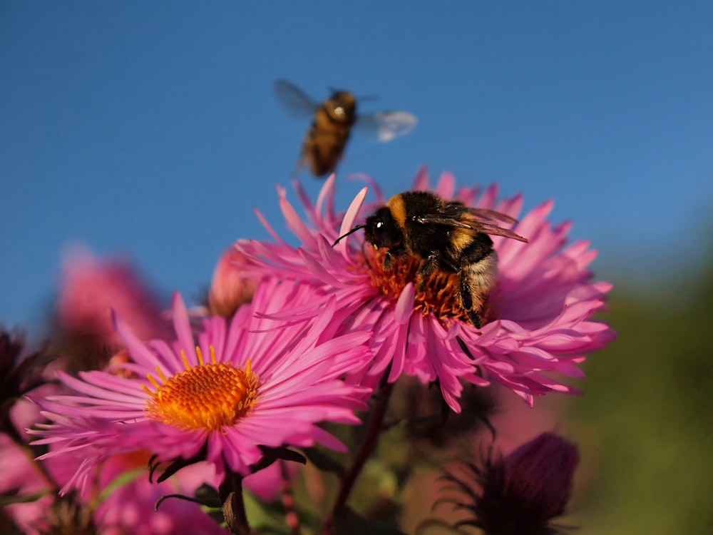 a couple of bees flying over a pink flower