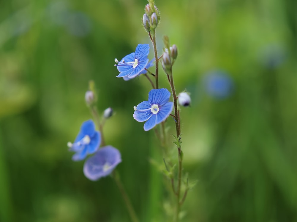 a close up of some blue flowers in a field