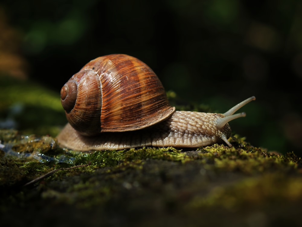a snail that is sitting on a mossy surface
