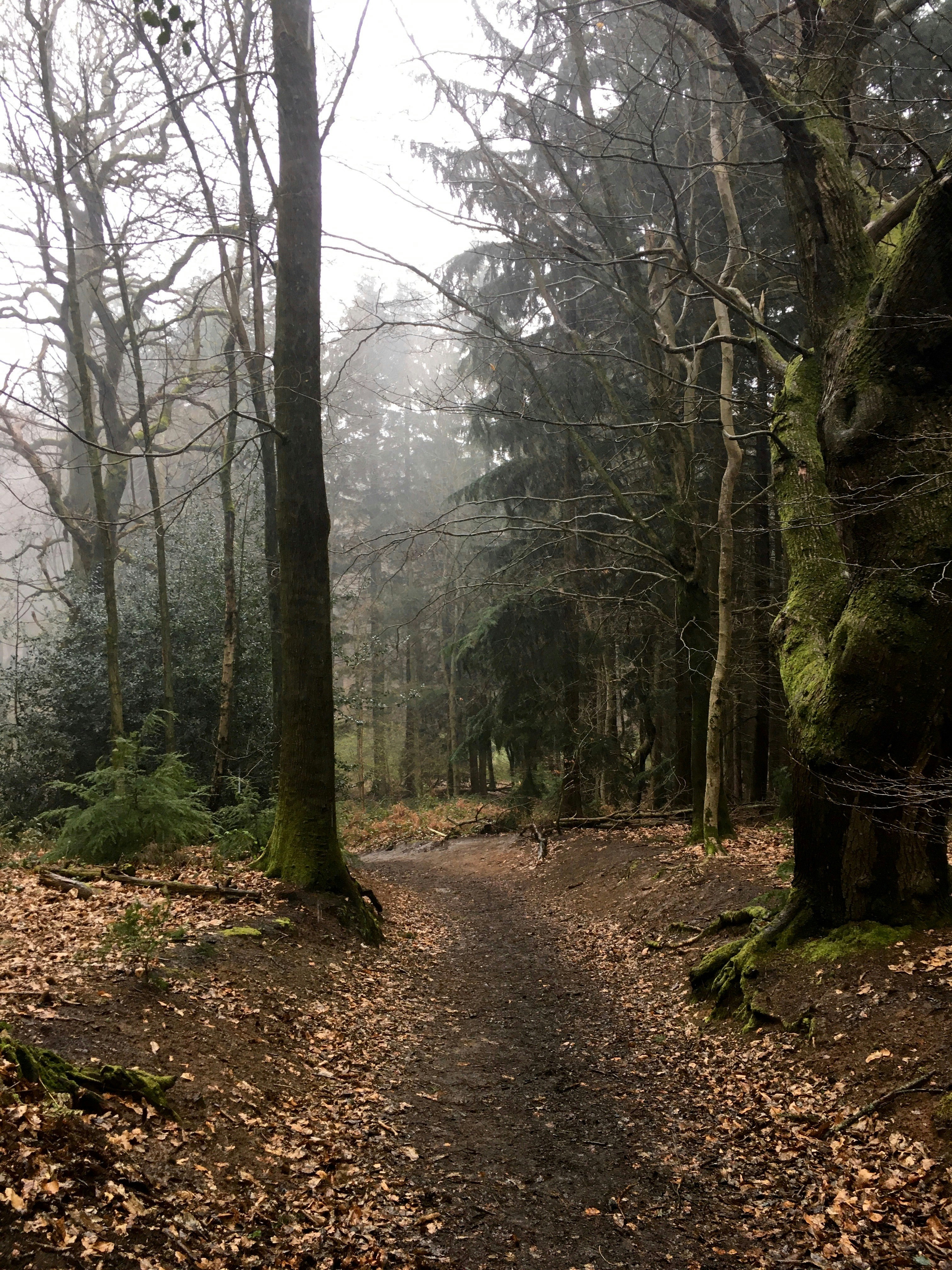 Ein Waldweg mit vielen Blättern auf dem Boden