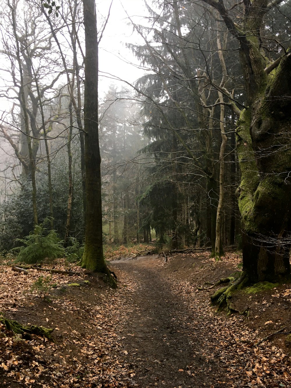 a trail in the woods with lots of leaves on the ground