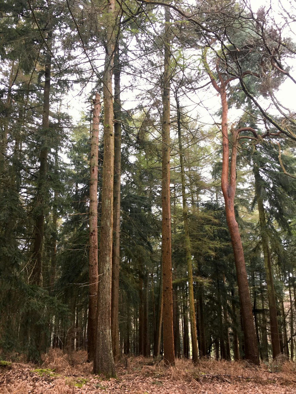 a group of tall trees in a forest