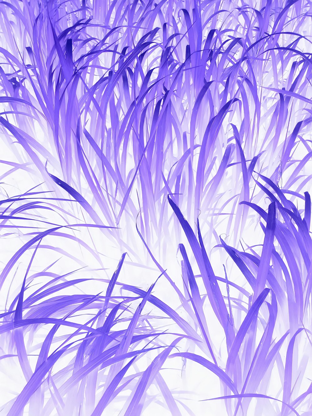 a painting of purple grass on a white background