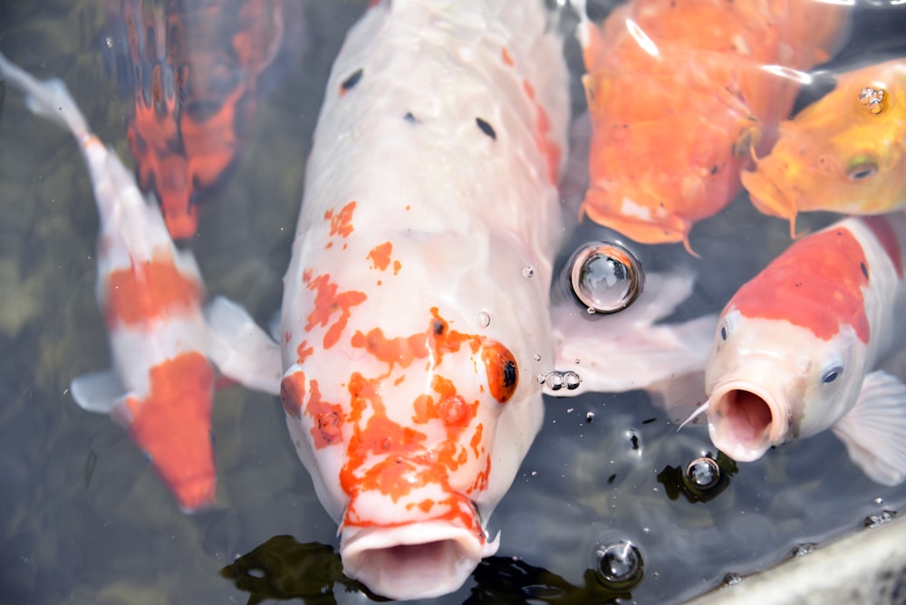 a group of orange and white fish in a pond