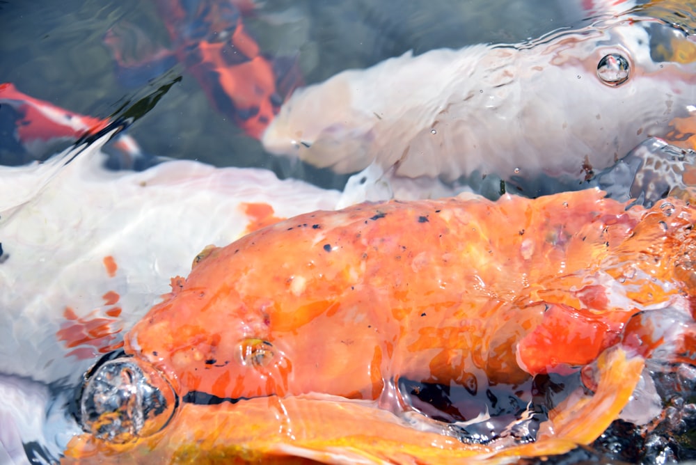 a group of fish swimming next to each other