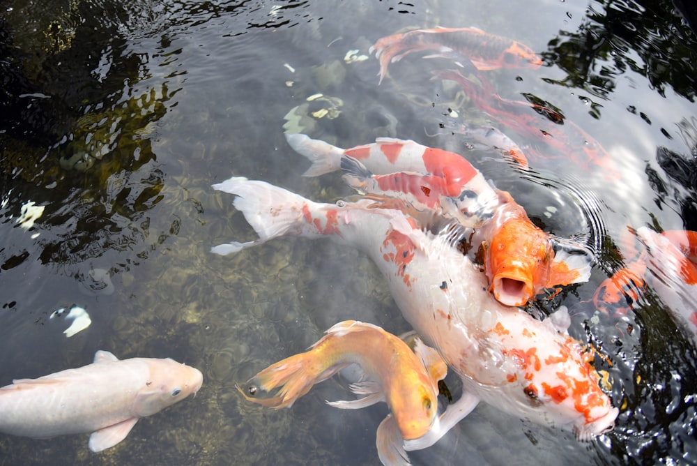 a group of fish swimming in a pond