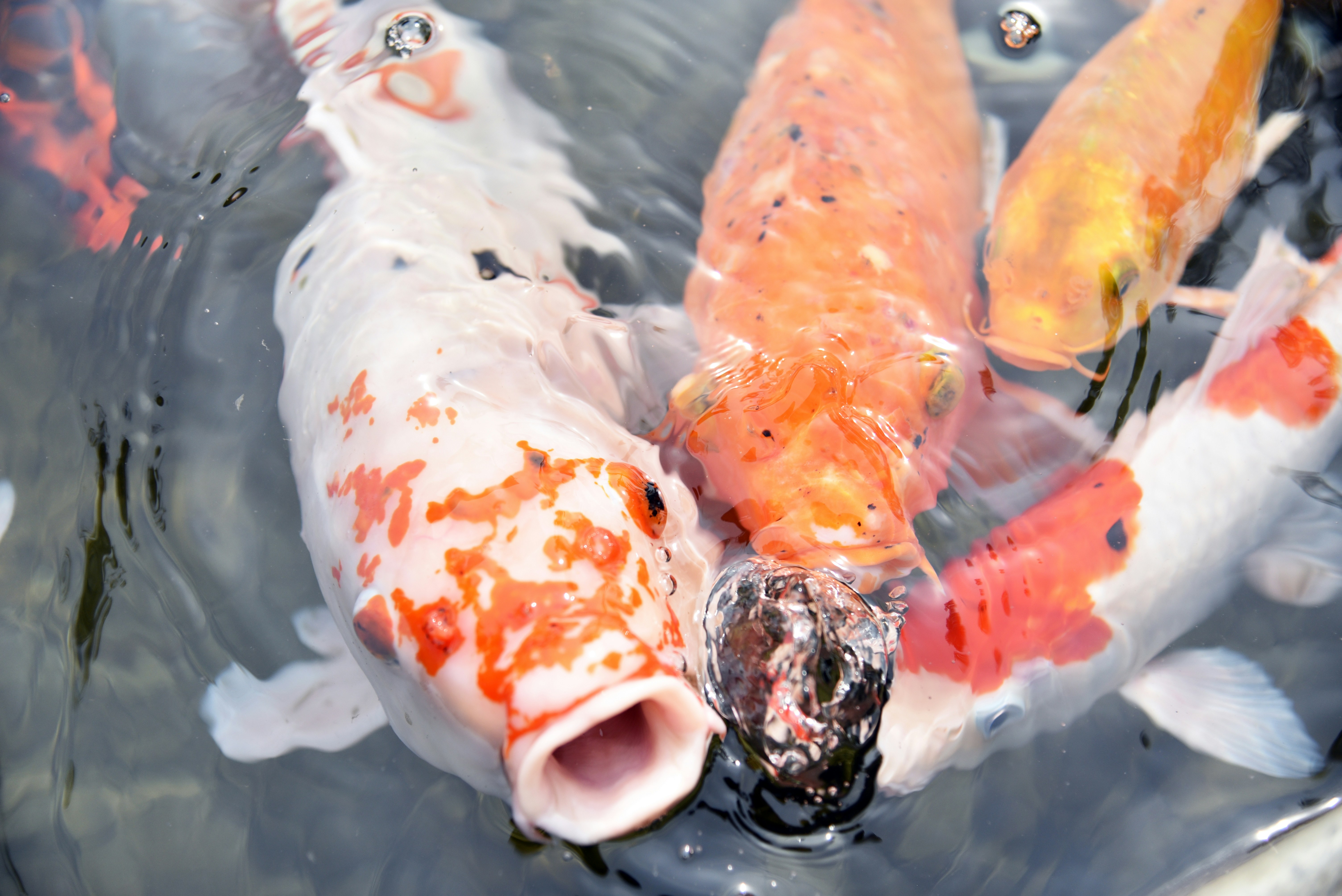 a group of fish swimming in a pond, koi fish in a pond