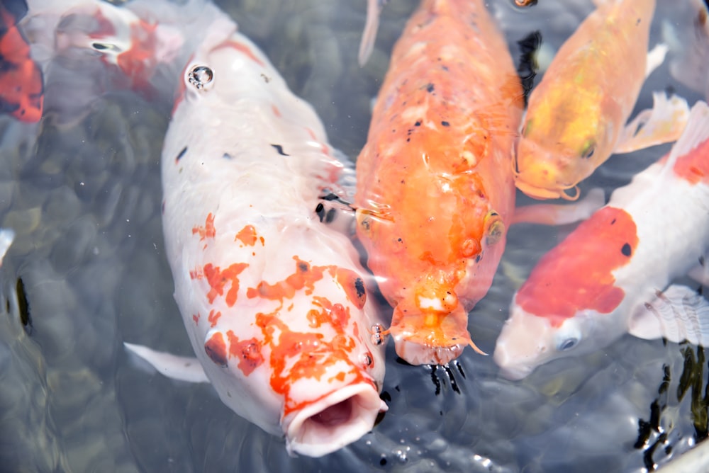 Un groupe de poissons orange et blancs dans un étang