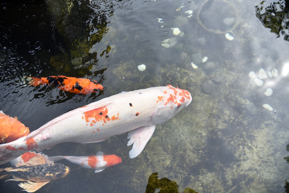 a couple of orange and white fish in a pond
