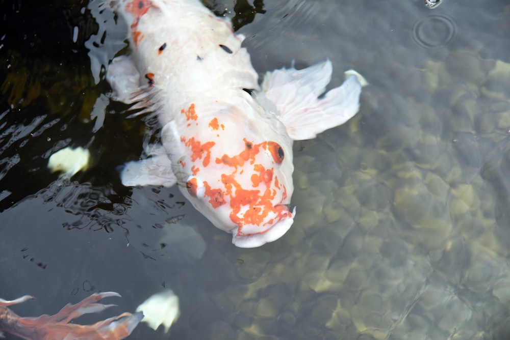 a group of fish swimming in a pond