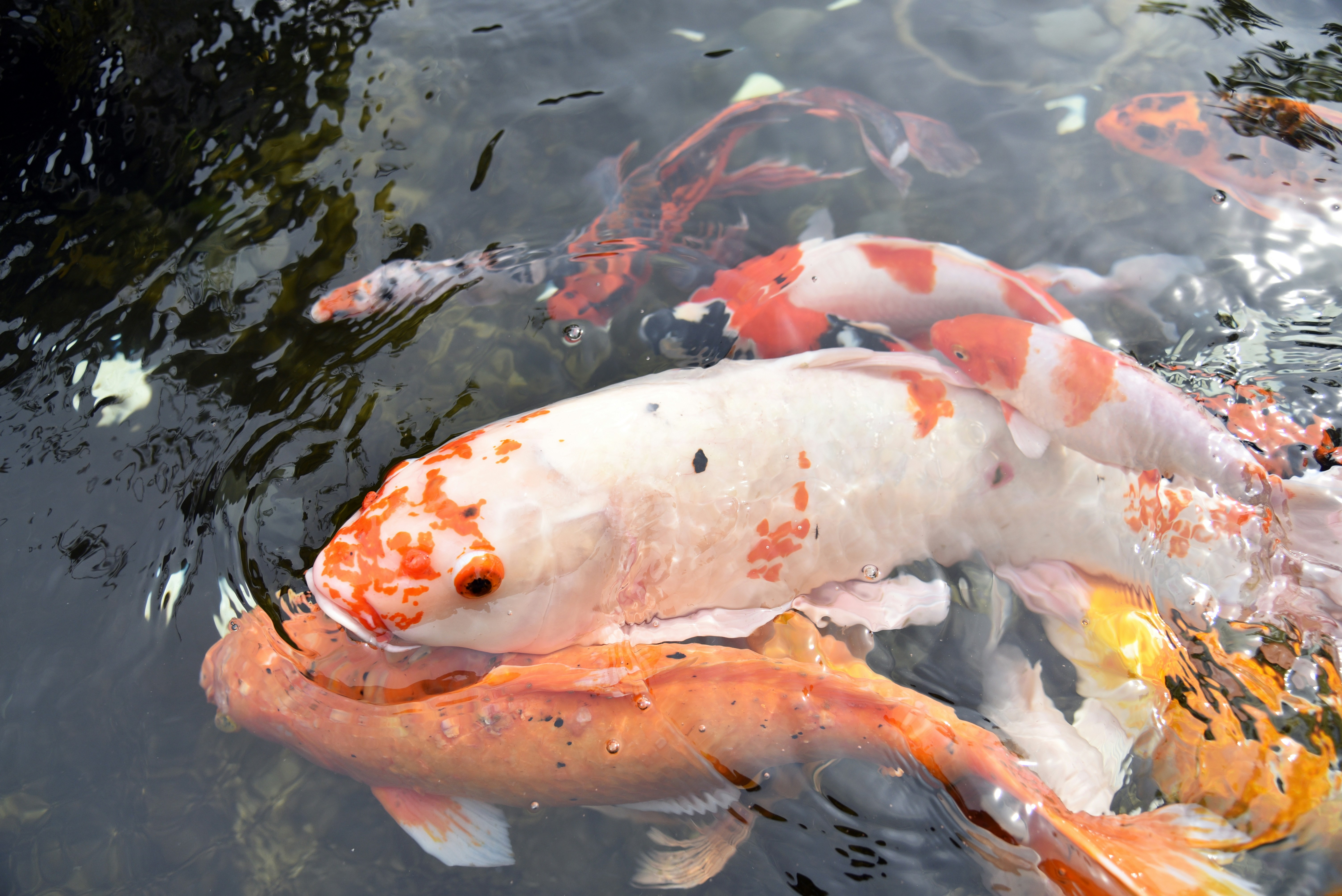 koi fish in a pond