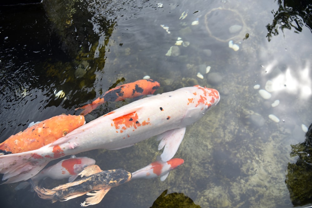 a group of koi fish swimming in a pond