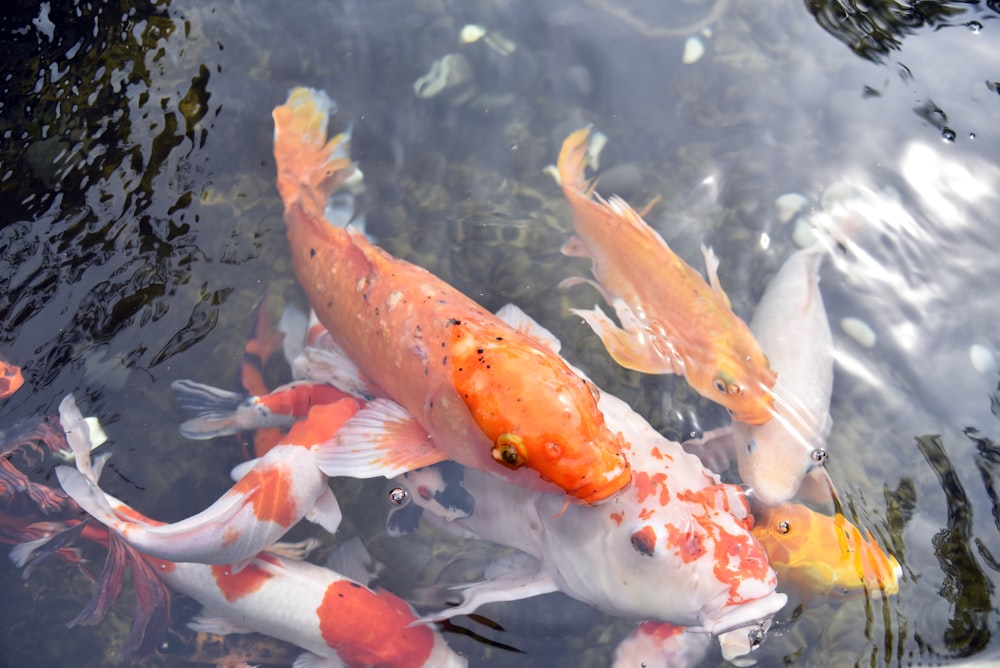 a group of fish swimming in a pond