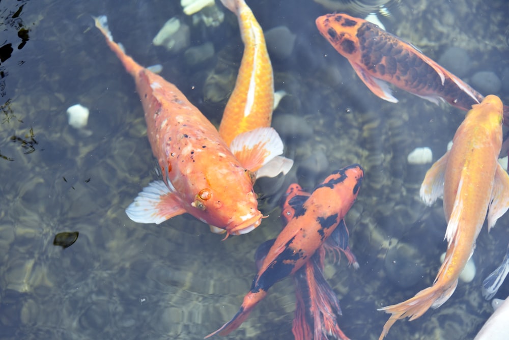 a group of fish swimming in a pond