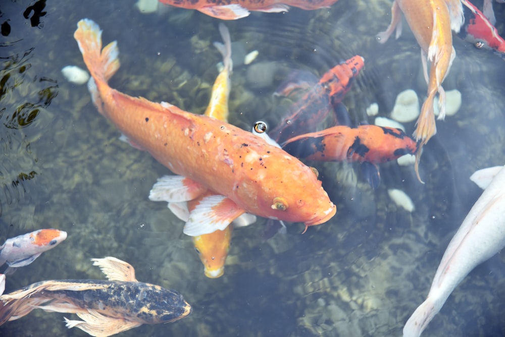 a group of fish swimming in a pond