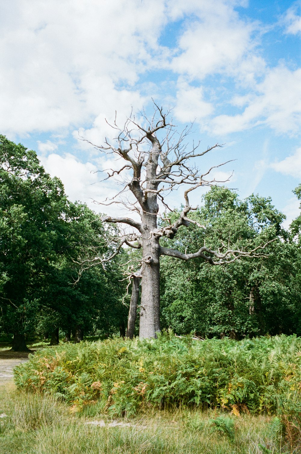 a large tree with no leaves in a field