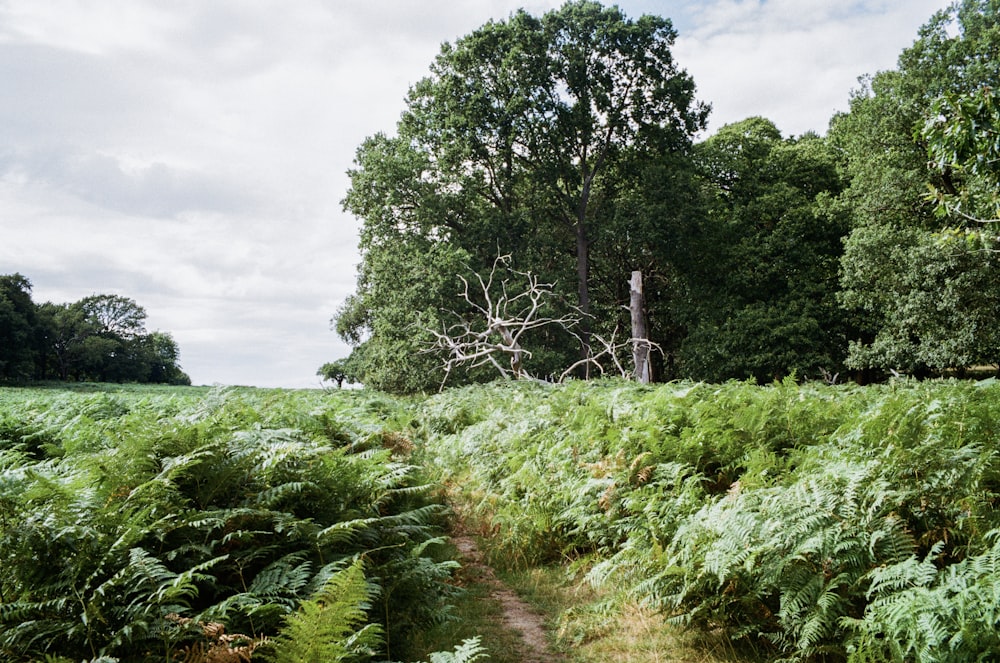 a path in the middle of a lush green field