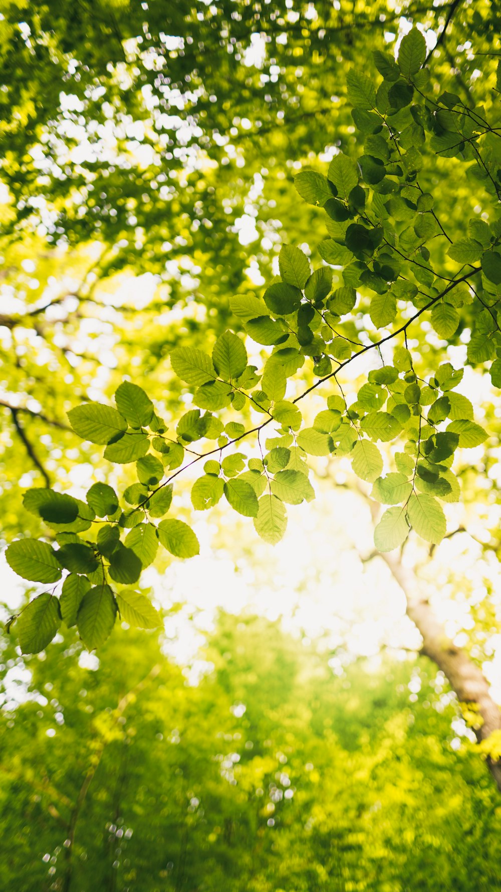 a green leafy tree with the sun shining through the leaves