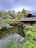 A serene garden scene with a tranquil pond surrounded by lush green foliage and traditional thatched-roof buildings. The pond's surface reflects the sky and trees, while koi fish swim leisurely below. The area is rich with various shades of green, complemented by some rocks and plants at the water's edge.