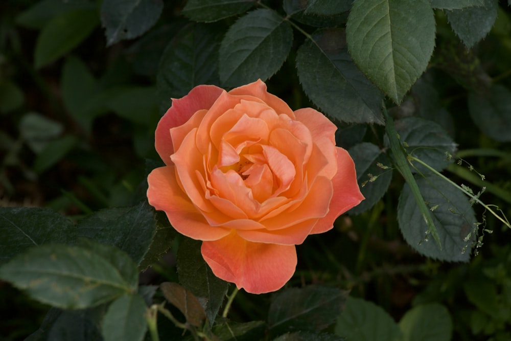 a single orange rose with green leaves in the background
