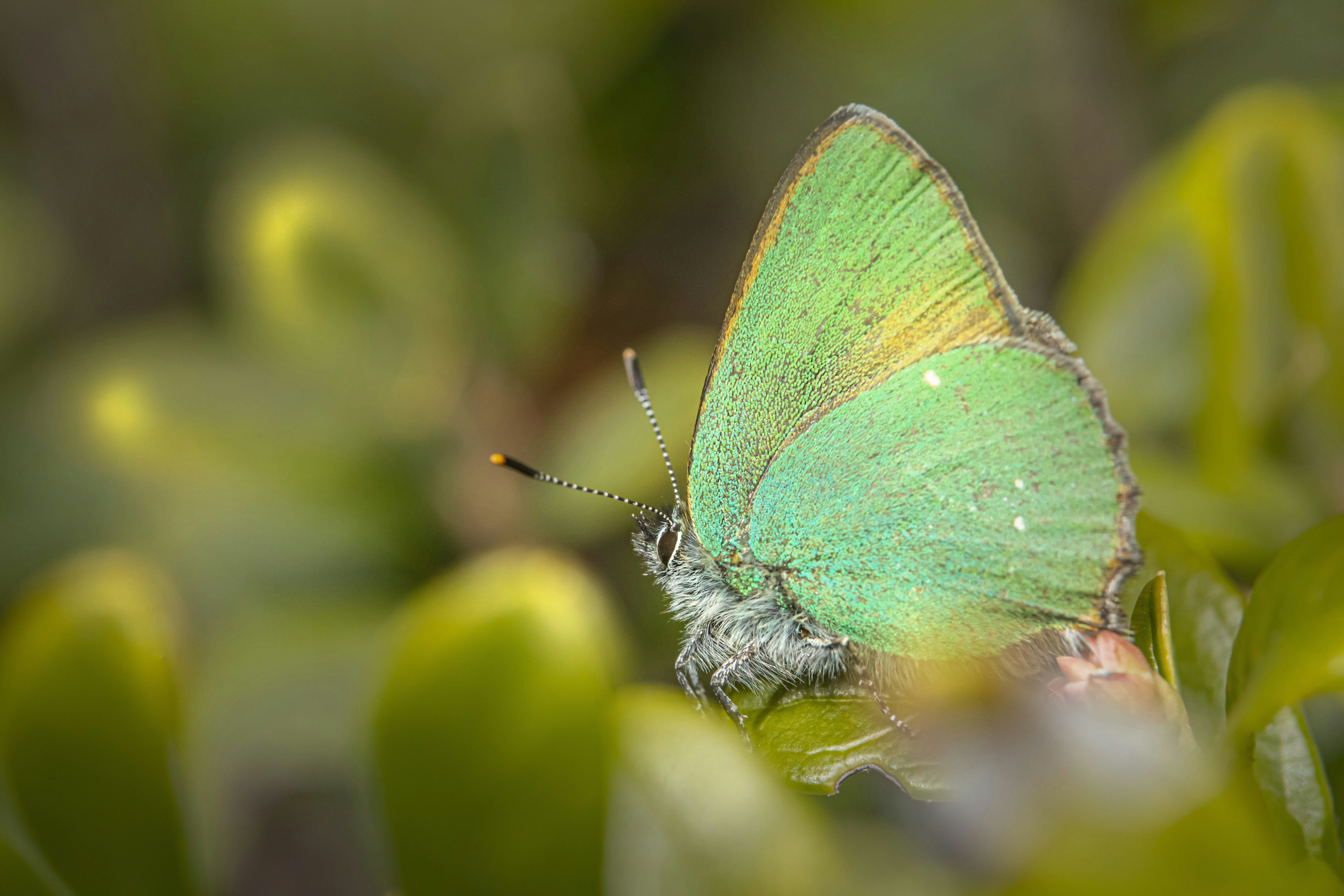 Photo by erik_karits