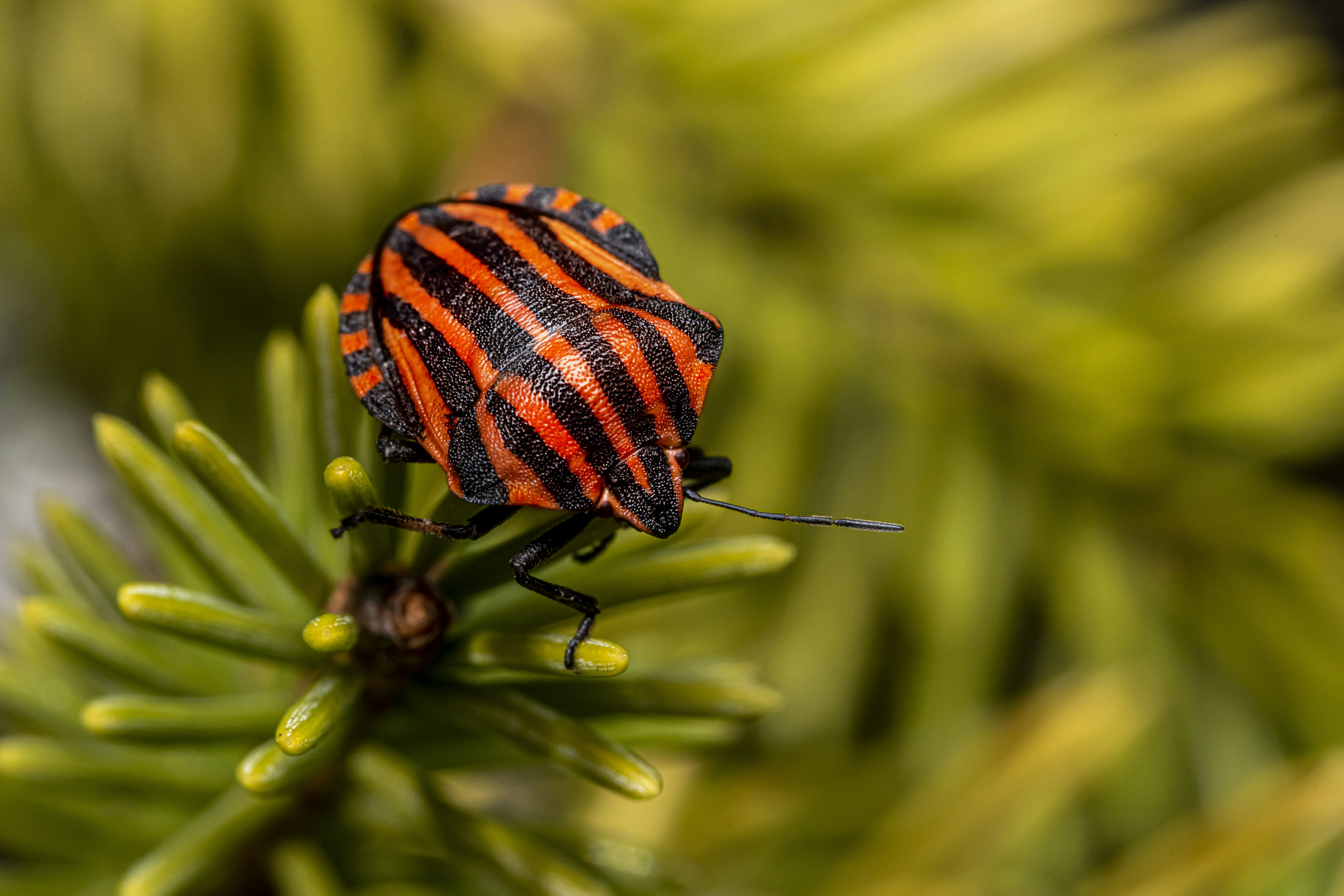Spruce Zebra Beetle