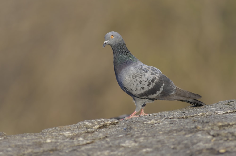 a pigeon standing on top of a rock