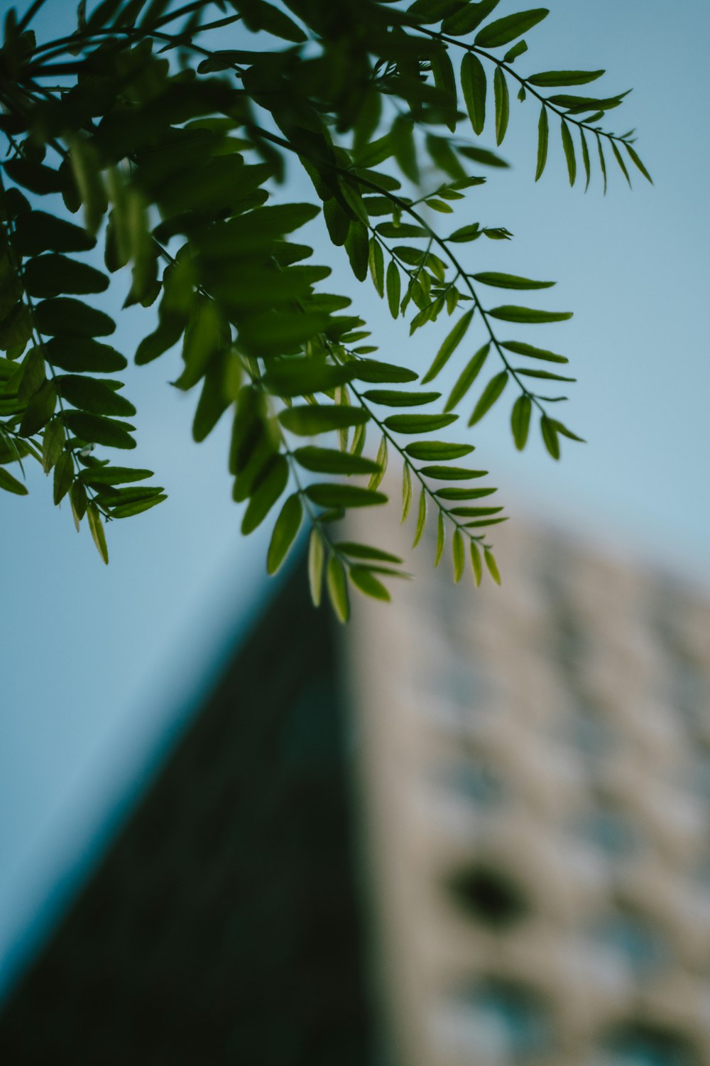a close up of a tree branch with a building in the background