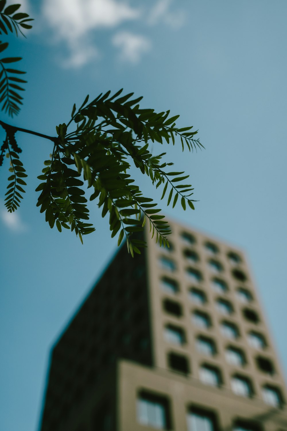 a tall building with a tree branch in front of it