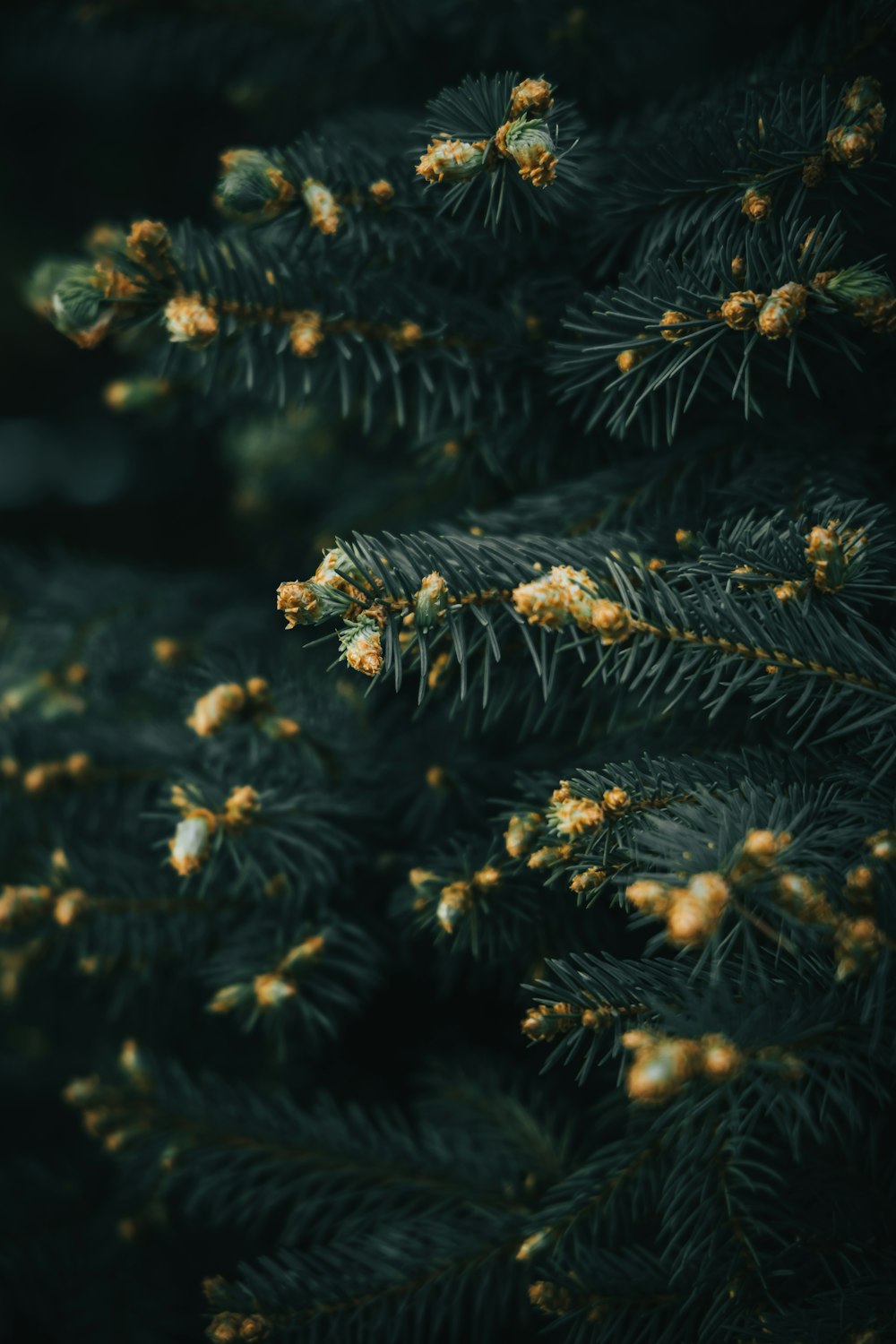 a close up of a pine tree with yellow needles