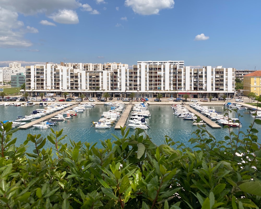 a marina filled with lots of boats next to tall buildings