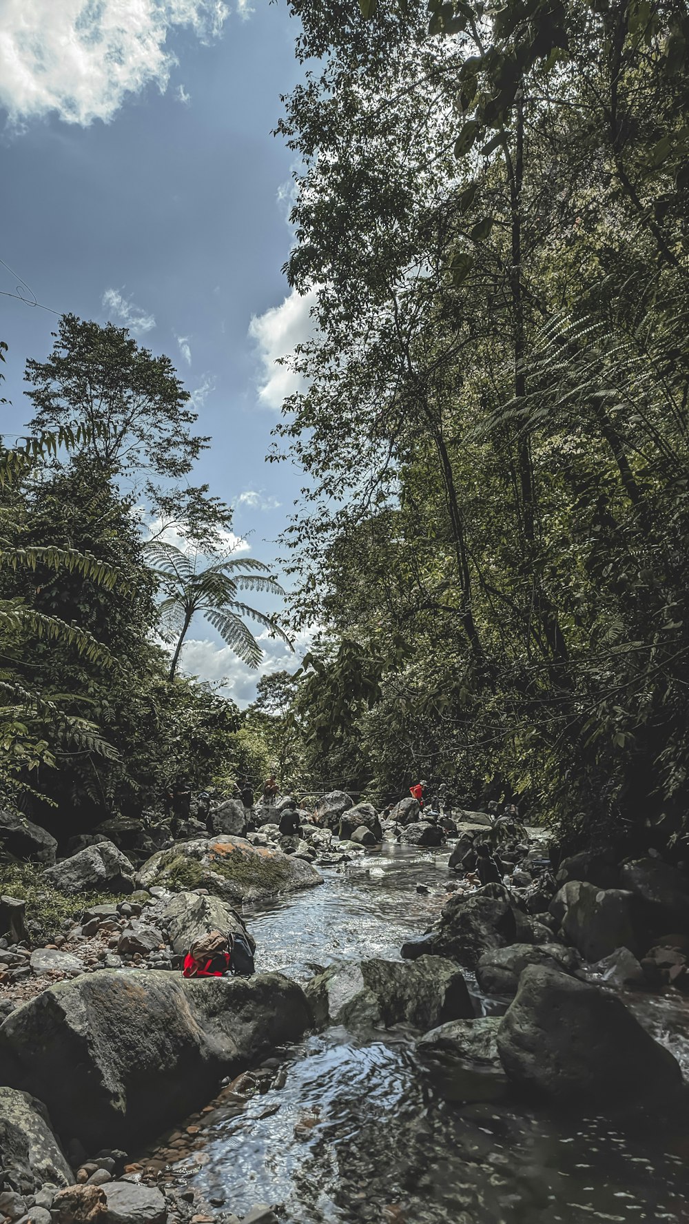 a stream running through a lush green forest